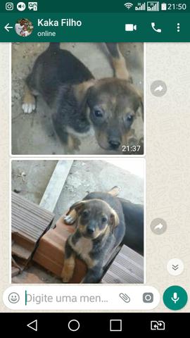 Cadelinhas para adoção - Foto 2