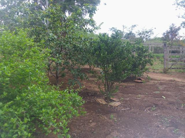 Vende-se uma chácara na região do PADF 18 HECTARES - Foto 6