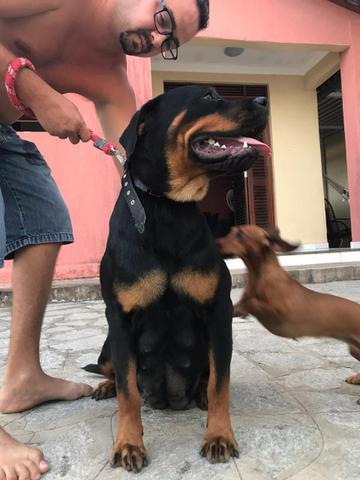 Rottweiler filhotes - Foto 6