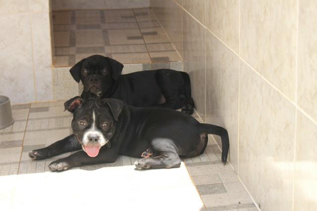 Filhotes de American Bully, linhagem Razors e ótimo fenótipo - Foto 4