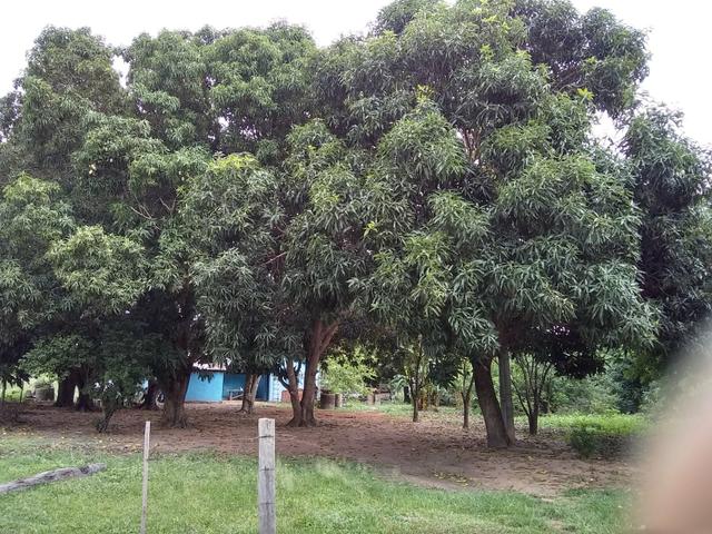 Chacara - Foto 10
