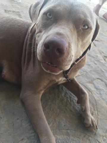 Filhotes de pitbull leia a descrição - Foto 3