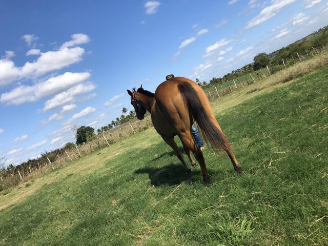 Potra prenha de 3 anos a venda pura QM - Foto 4