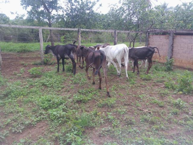 Vende-se uma chácara na região do PADF 18 HECTARES - Foto 10