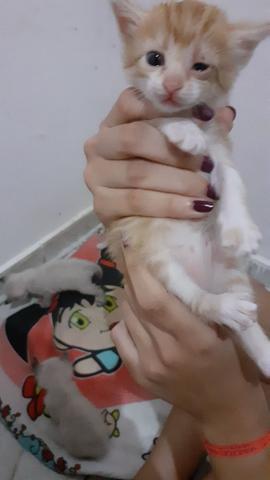 Gatas pra doação - Foto 2