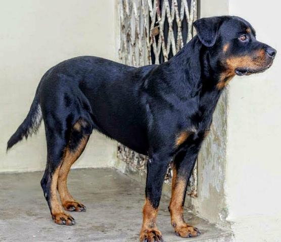 Rottweiler filhotes - Foto 2