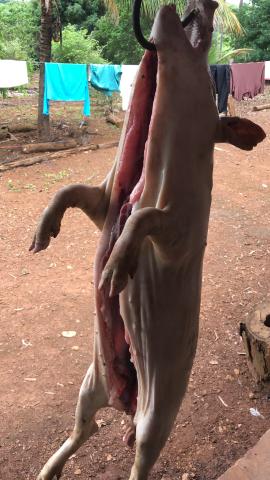 Leitoa caipira