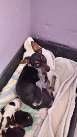 Filhotes de Pinscher