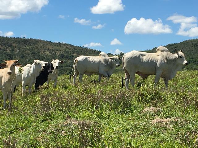 Fazenda gameleira de goias - Foto 13