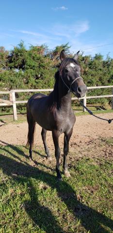 Cavalo filho do Rajy Elfar controlado