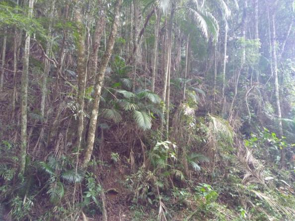 Terreno à venda, 3020 m² por r$ 56.000 - fazenda boa fé - teresópolis/rj - Foto 3