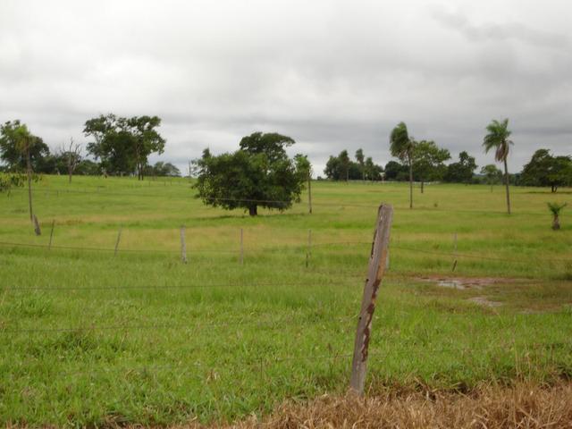 Fazenda em Poconé Cangas próximo á usina com 151 hectares - Foto 6