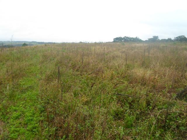 3 terrenos com 5.000 m² - Foto 3