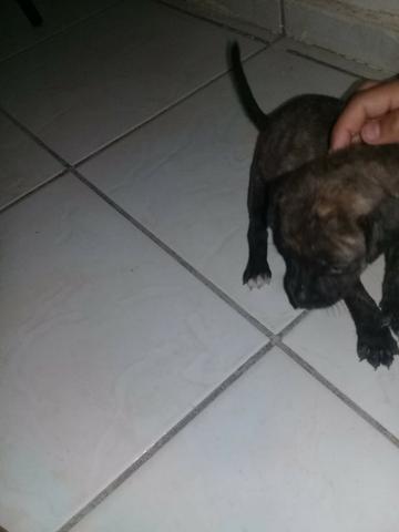 Cachorros - Foto 5