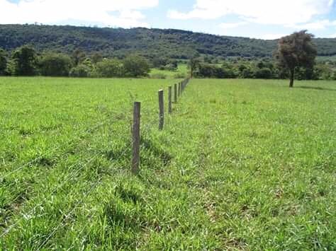 Alugo pasto desengano 5 alqueires