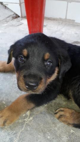 Rottweiler - Foto 6