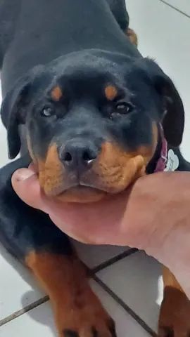 Vendo filhote de rottweiler  - Foto 5