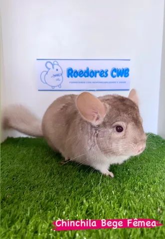 Filhotes de Chinchila (Roedores CWB)  - Foto 4