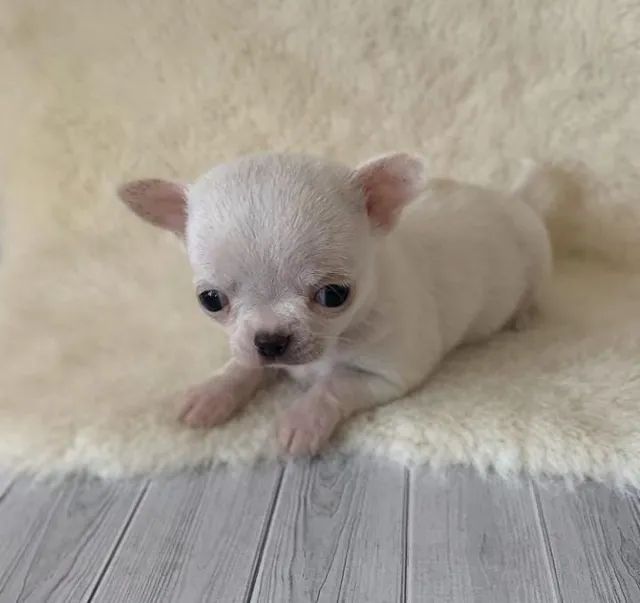 Chihuahua filhote disponível.