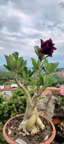 Enxertos de Rosas do Deserto