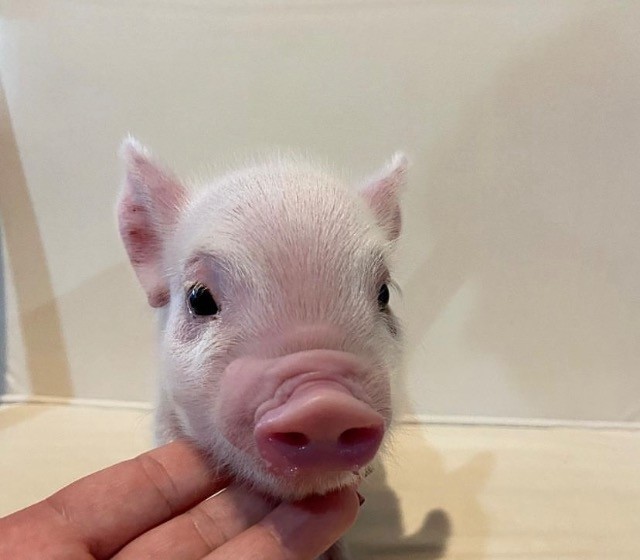 Mini Pig (micro porco)