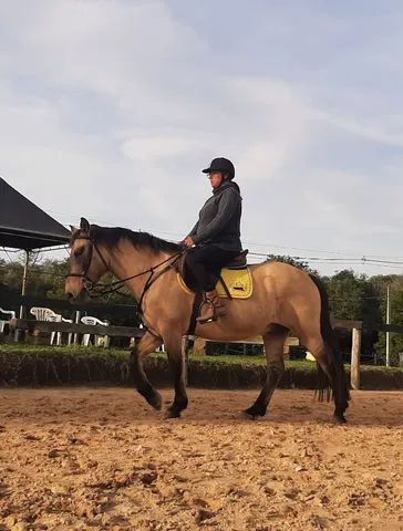 Aulas de Equitação Hipismo Montaria Passeio a Cavalo Hotelaria Equoterapia - Foto 6