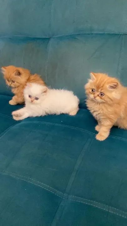 Persa maravilhosos pra vc! ENTREGAMOS 