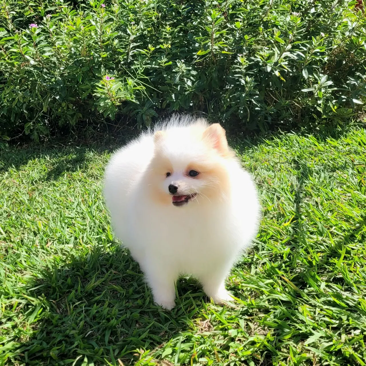 Spitz Alemão- Lulu da pomerânia- venda permanente - Pedigree CBKC 10x sem juros