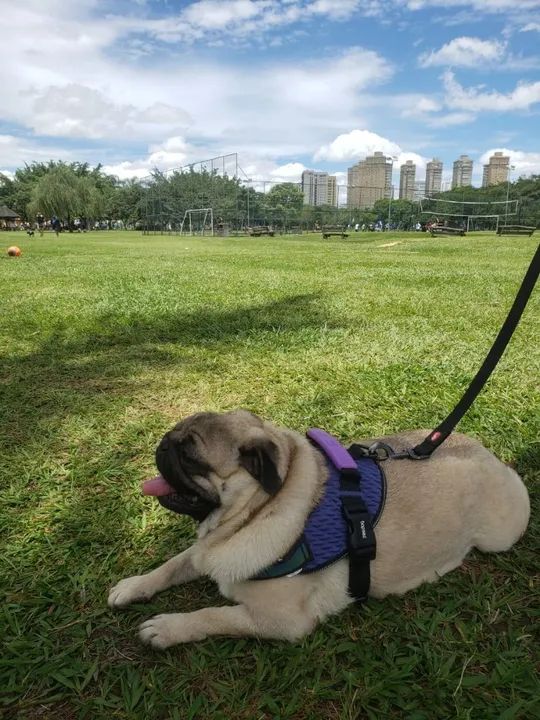 Passeador de pets (Dog Walker) - Foto 2