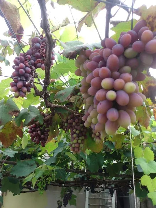 Mudas de uvas  - Foto 2