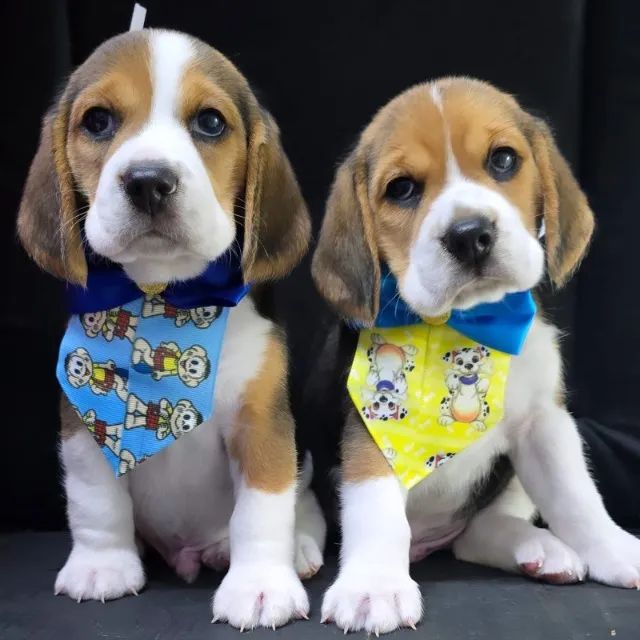 Beagle MAchinho Tricolor