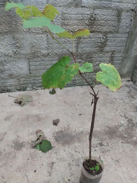 Mudas de uvas 