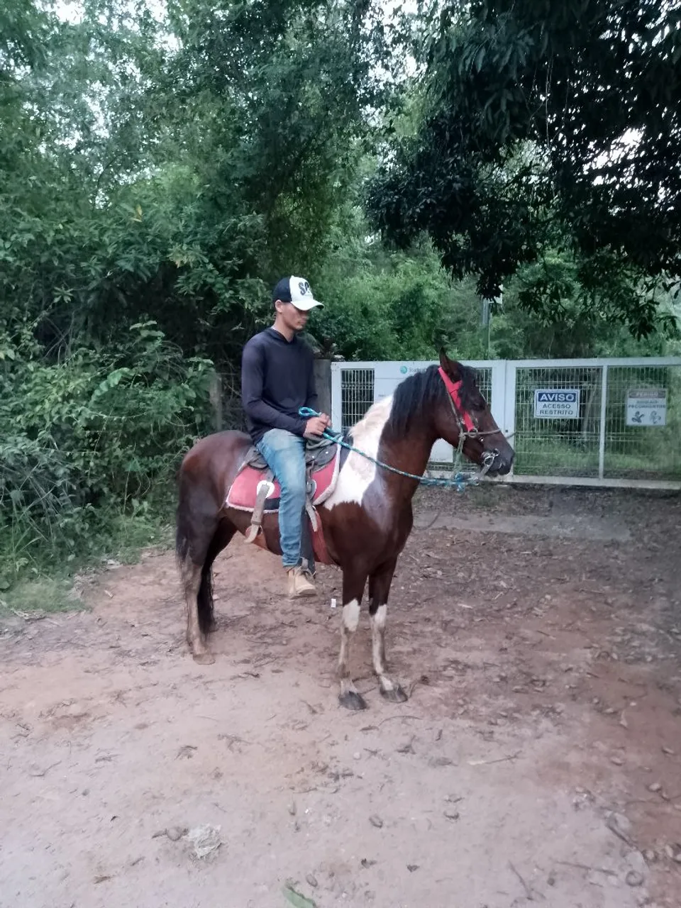 Vendo cavalo