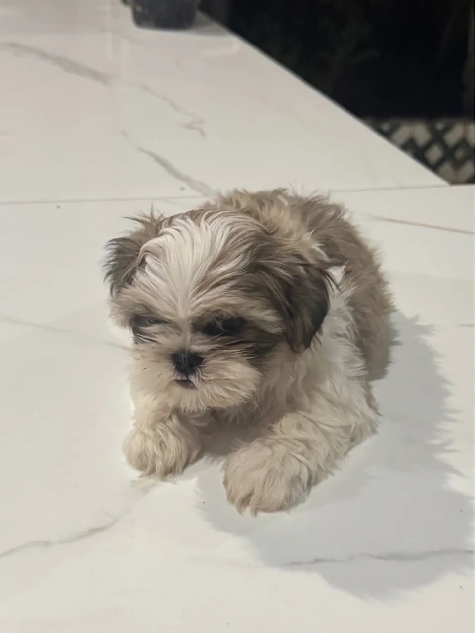 Filhote de Shih Tzu fêmea pedigree