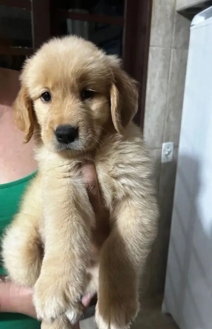 *DOAÇÃO* Filhote Golden Retriever