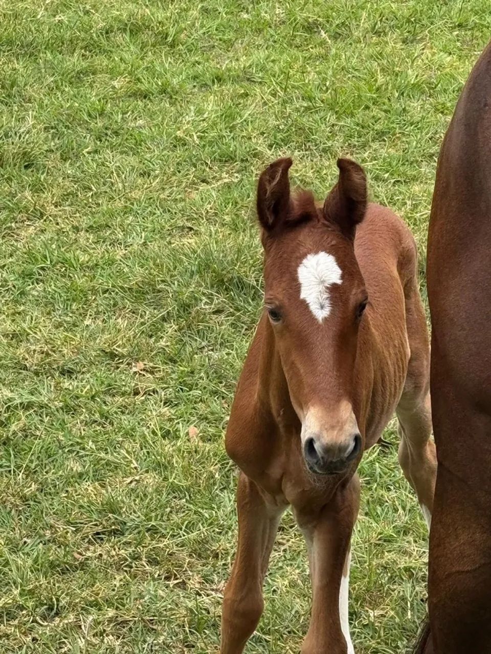 Potra Marcha Picada sem registro  - Foto 2