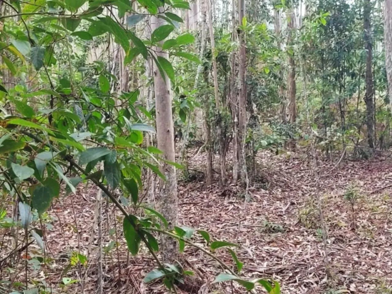 Terreno para Venda em São João Batista, São João Batista - Foto 2