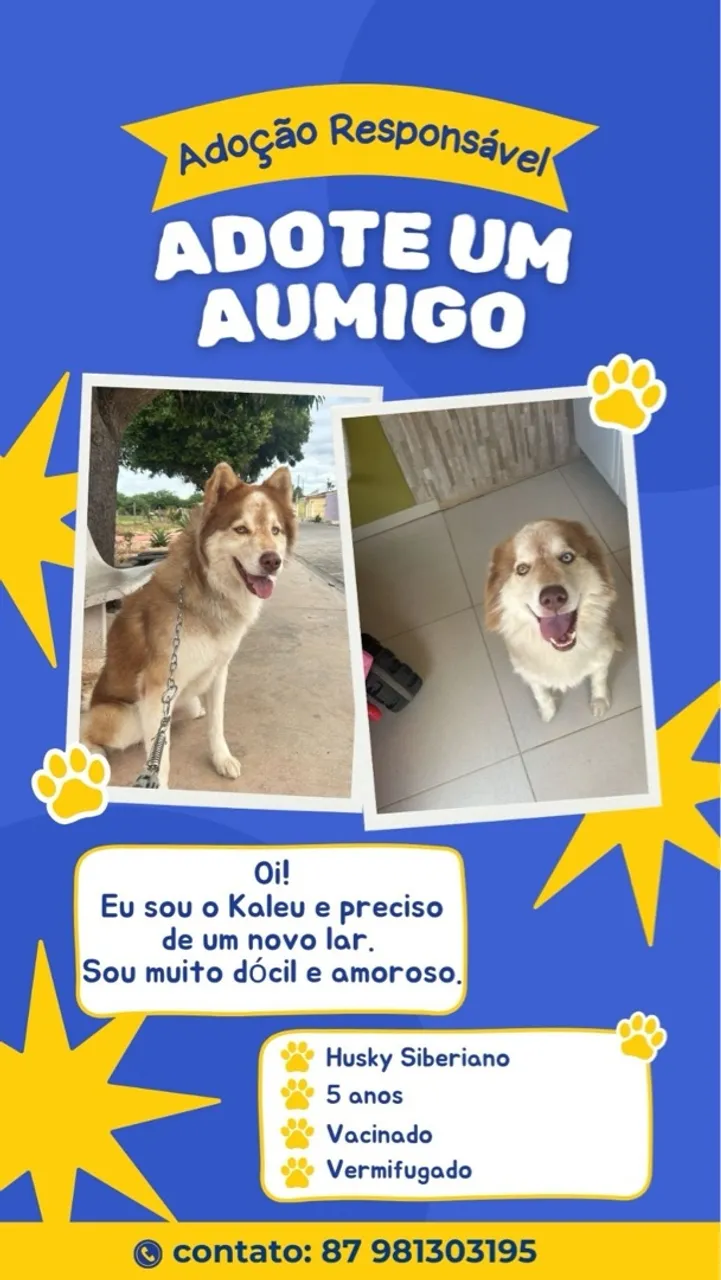 Kaleu - Husky Siberiano à procura de um lar