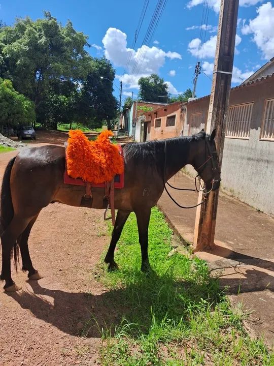 vendo 3 cavalos 