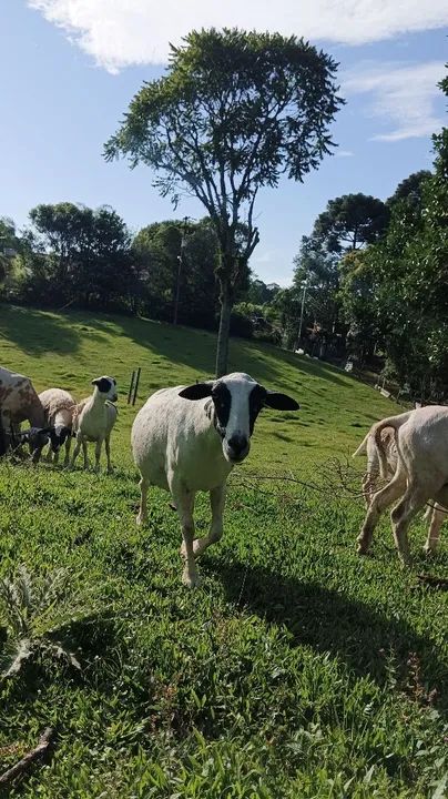 Venda de carneiros raça dorper com Santa Inês  - Foto 6