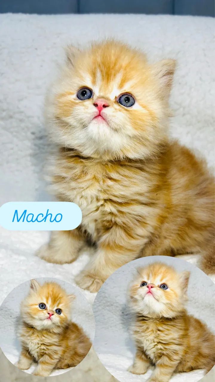 Gatos persas a venda 