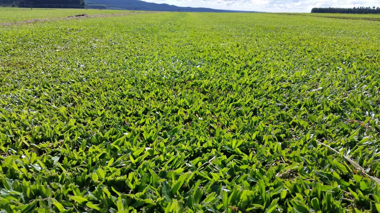Grama São Carlos - Trans Grama - Foto 3