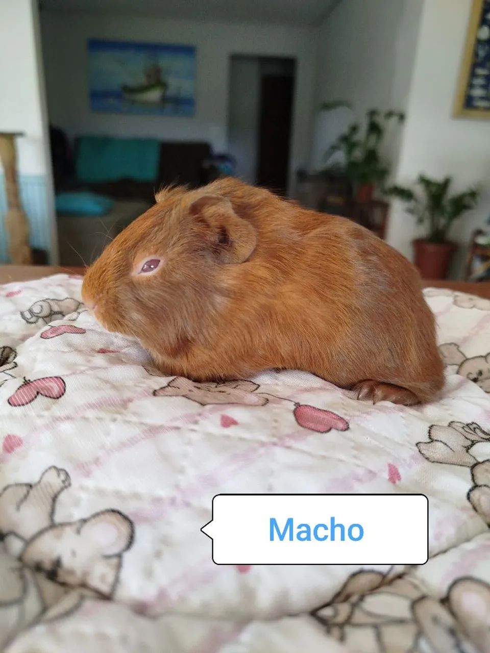 Porquinho da índia Filhotes - Foto 3