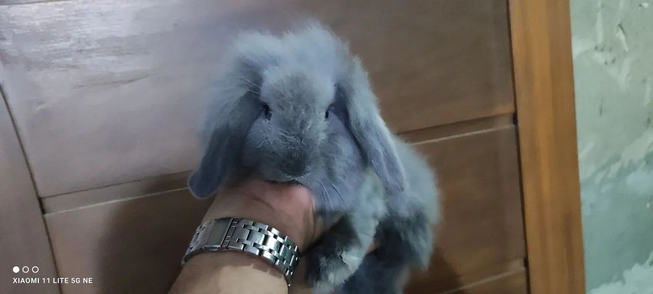 Lindos filhotes de coelhos  - Foto 6