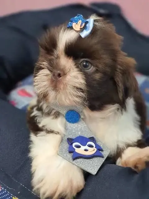 Filhote Shih Tzu Charmoso e Divertido!