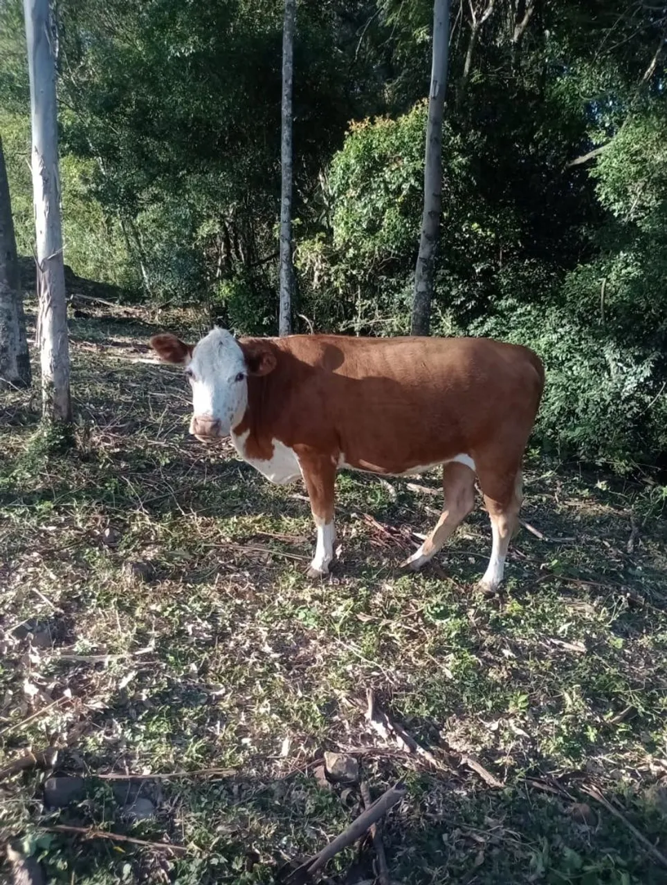 Lote vaca de invernar