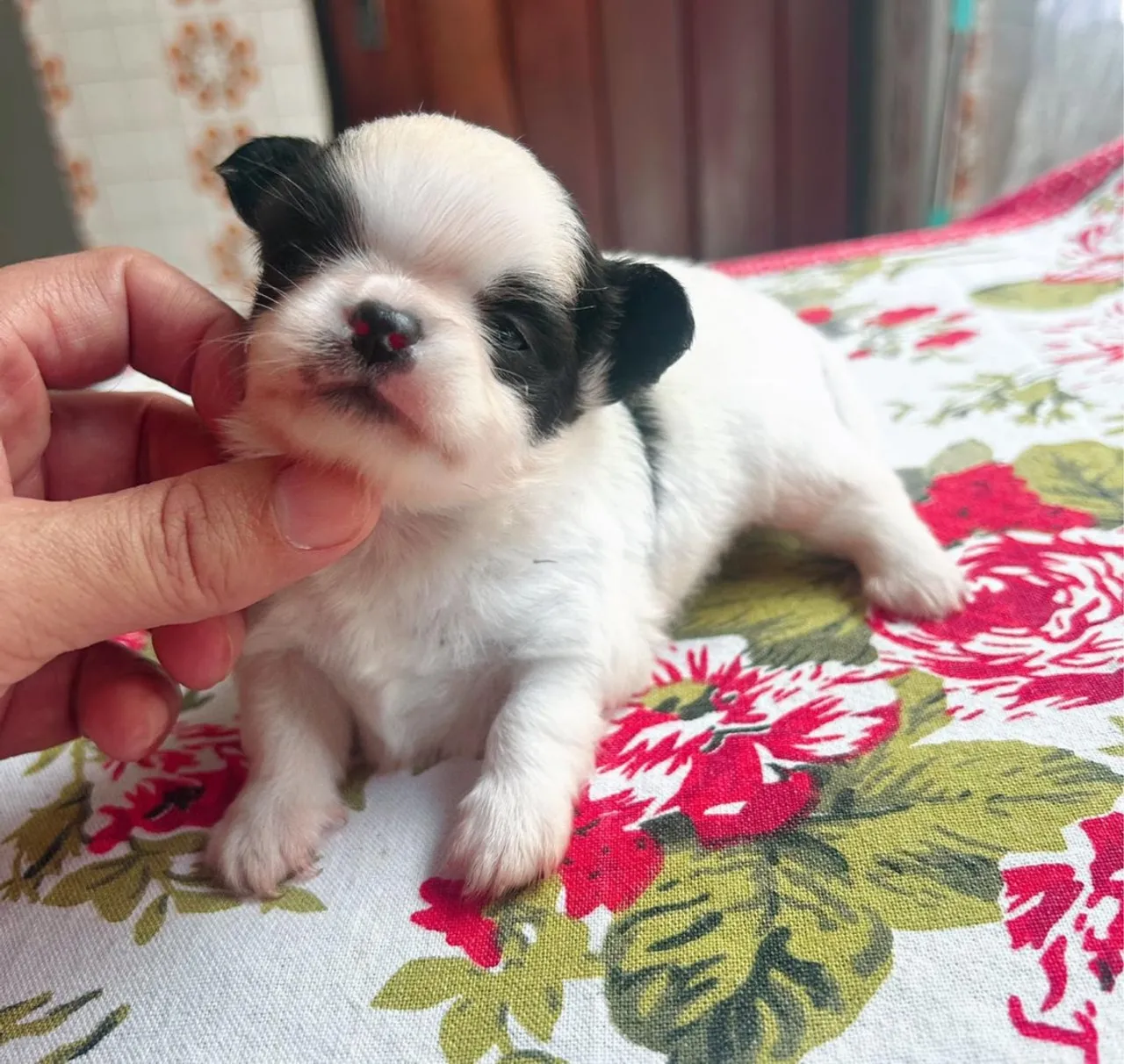 CHIUAUA MACHINHO LINDO