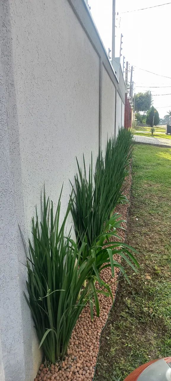 Jardinagem e paisagismo 80,00  - Foto 3