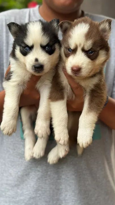 husky siberiano com pedigree