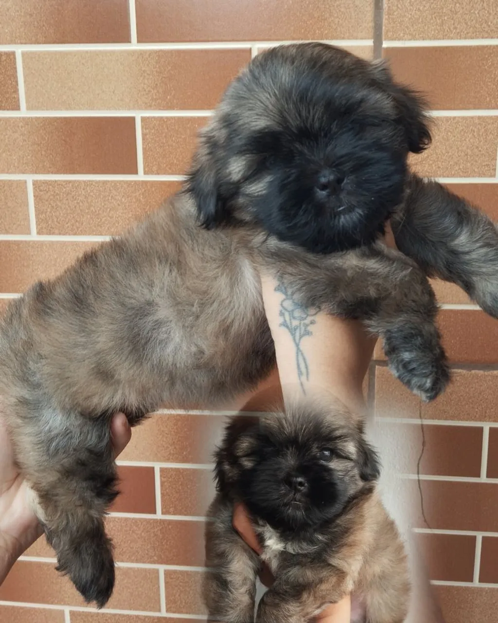 Lhasa Apso macho